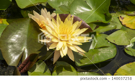 water lily 140037258