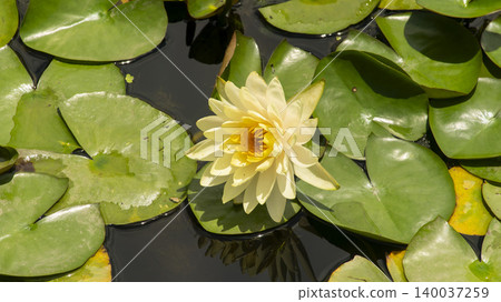 water lily 140037259