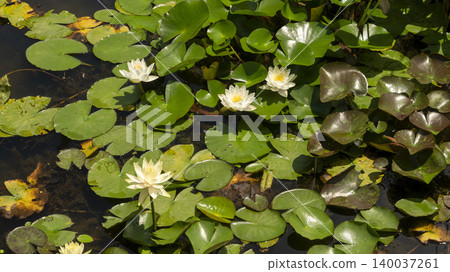 water lily water lily 140037261