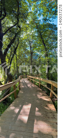 Wooden Walkway Passing Through a Lush Green Forest in Passadicos do Rio Uima Portugal Wooden Walkway Passing Through a Lush Green Forest in Passadicos do Rio Uima Portugal 140037278