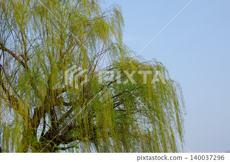 A willow tree with slender, fresh green leaves stretching against a blue sky. A willow tree with slender, fresh green leaves stretching against a blue sky. 140037296