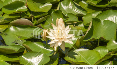 water lily water lily 140037377