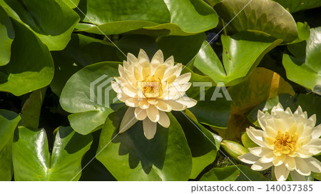 water lily 140037385