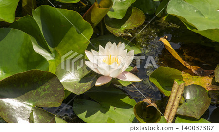 water lily water lily 140037387