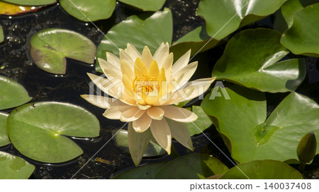water lily 140037408