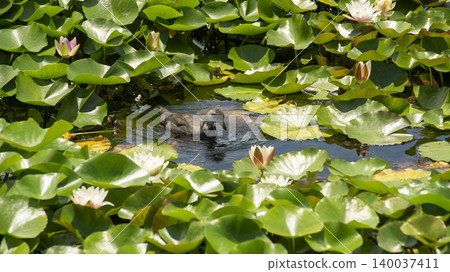 water lily water lily 140037411