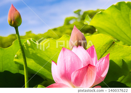 A photograph of a lotus flower that evokes the image of paradise. A photograph of a lotus flower that evokes the image of paradise. 140037622