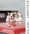 Fluffy cute long-haired calico cat sleeping peacefully on car roof outdoors. Stray or domestic animals. Types of cats, free-roaming pets 140037638