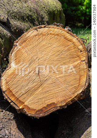 Cut down a tree Cut down a tree 140037984
