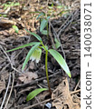 美麗的野生花卉小越貝母（Fritillaria koshino）低著頭盛開。 140038071