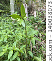*Disporum sessile* 的幼苗（一種春天常見的野花）。 140038073