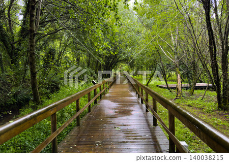 Wet Wooden Trail Winding Through Vibrant Green Forest in Passadicos do Rio Uima Portugal Wet Wooden Trail Winding Through Vibrant Green Forest in Passadicos do Rio Uima Portugal 140038215