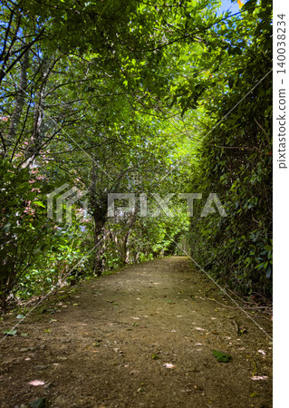 Lush Tree Tunnel and Dirt Path at Passadicos do Rio Uima in Portugal Lush Tree Tunnel and Dirt Path at Passadicos do Rio Uima in Portugal 140038234