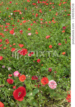 Poppy field, Takayama Village, Gunma Prefecture 140038238