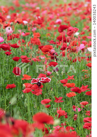 Poppy field, Takayama Village, Gunma Prefecture Poppy field, Takayama Village, Gunma Prefecture 140038243