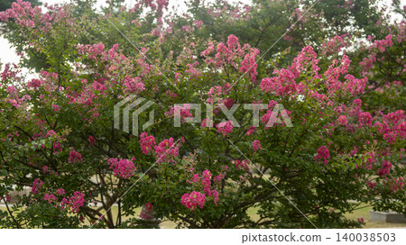 crape myrtle crape myrtle 140038503
