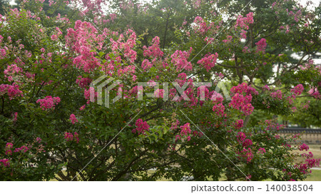 crape myrtle crape myrtle 140038504