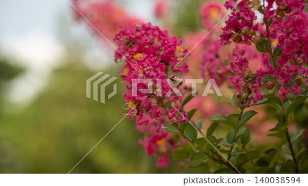 crape myrtle 140038594