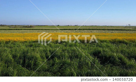 Yellow daisies field 140038720