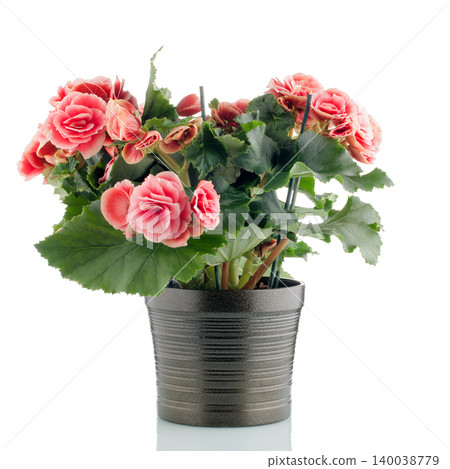 Pink begonia plant Pink begonia plant 140038779