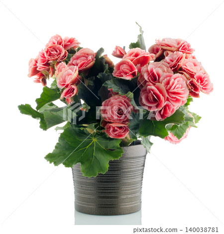 Pink begonia plant Pink begonia plant 140038781