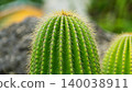 長有尖刺的仙人掌的特寫鏡頭 140038911