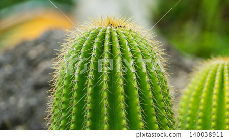 Close-up of a cactus with sharp thorns Close-up of a cactus with sharp thorns 140038911