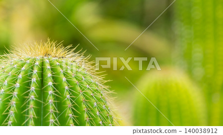 A close-up of a cactus with sharp spines (left side). A close-up of a cactus with sharp spines (left side). 140038912
