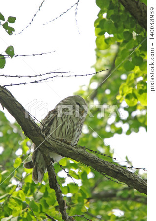 Ezo Owl (Owl, Kunnerekkamuy, Isosankekamuy) - Wild birds of Hokkaido Ezo Owl (Owl, Kunnerekkamuy, Isosankekamuy) - Wild birds of Hokkaido 140038939