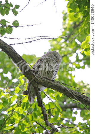 蝦夷鴞(貓頭鷹、昆內雷卡穆伊、伊索桑克卡穆伊)-北海道野鳥 蝦夷鴞(貓頭鷹、昆內雷卡穆伊、伊索桑克卡穆伊)-北海道野鳥 140038940