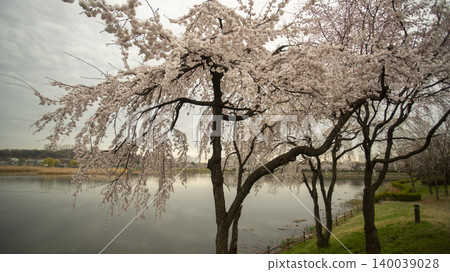cherry blossom cherry blossom 140039028