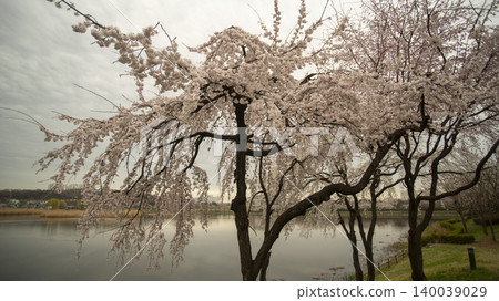 cherry blossom cherry blossom 140039029