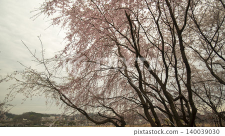 cherry blossom cherry blossom 140039030