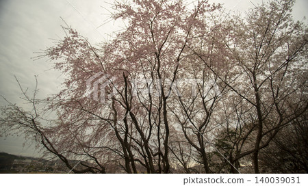 cherry blossom 140039031