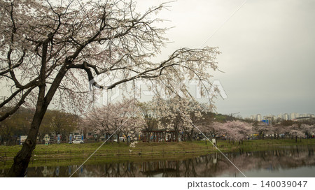 cherry blossom 140039047
