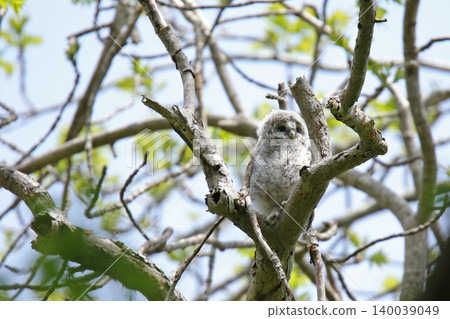 A young Ural owl emerges from its burrow into the outside world. (Ural owl, fluffy, downy feathers, wild bird of Hokkaido) A young Ural owl emerges from its burrow into the outside world. (Ural owl, fluffy, downy feathers, wild bird of Hokkaido) 140039049