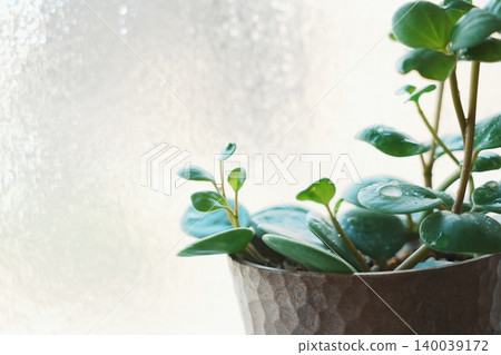 室內植物葉片和水滴的特寫；天然背景資料。 140039172