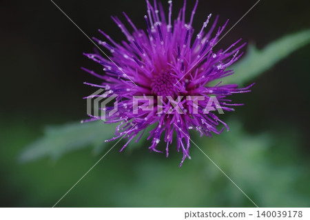 五月拍攝的薊(Cirsium japonicum)微距照片,Inagi 564,薊(Cirsium japonicum),菊科,Hirao 五月拍攝的薊(Cirsium japonicum)微距照片,Inagi 564,薊(Cirsium japonicum),菊科,Hirao 140039178