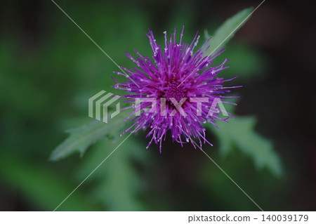 五月拍攝的薊(Cirsium japonicum)微距照片,Inagi 565 薊(Cirsium japonicum),菊科,Hirao 五月拍攝的薊(Cirsium japonicum)微距照片,Inagi 565 薊(Cirsium japonicum),菊科,Hirao 140039179