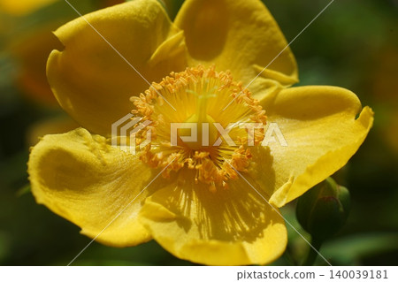 Yellow flowers, pistil and stamens of Hypericum patulum, May, Inagi 567 Hypericum patulum, Hypericaceae family, Hirao 140039181