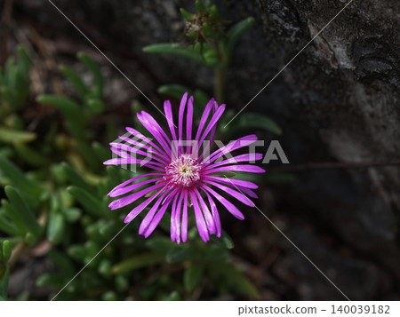 五月拍攝的紅紫色冰花（Lampranthus fragrans）微距照片，Inagi 568，冰花（Lampranthus fragrans），番杏科，Hirao 140039182