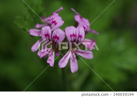 五月，稻穀580號玫瑰天竺葵（學名：Inagi 580 Rose Geranium），犛牛兒科，平尾 140039194