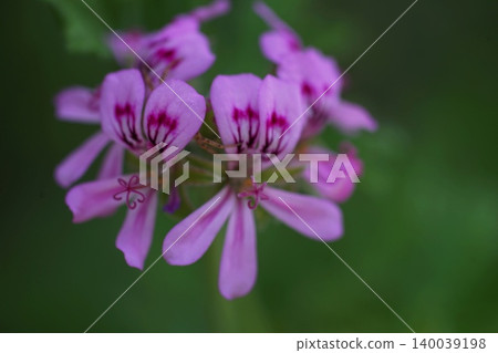 Macro photography of the lovely rose geranium flower, May, Inagi 584, Rose Geranium, Geraniaceae family, Hirao Macro photography of the lovely rose geranium flower, May, Inagi 584, Rose Geranium, Geraniaceae family, Hirao 140039198