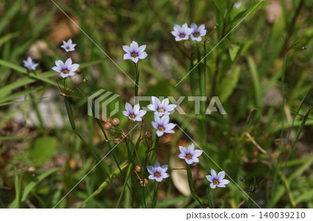 五月，野外盛開的美麗花朵－稻木596，藍眼草（Sisyrinchium angustifolium），鳶尾科，平尾 140039210