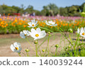 White cosmos in the flower field 140039244