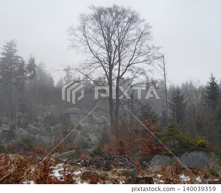 Quiet mountain slope with trees and fog. Serene landscape featuring lone tree among autumn foliage Quiet mountain slope with trees and fog. Serene landscape featuring lone tree among autumn foliage 140039359