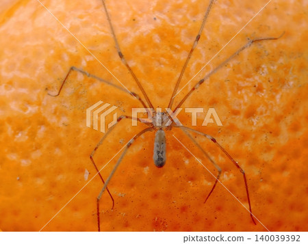 Closeup macro photography capturing harvestman on textured orange peel with soft natural lighting Closeup macro photography capturing harvestman on textured orange peel with soft natural lighting 140039392