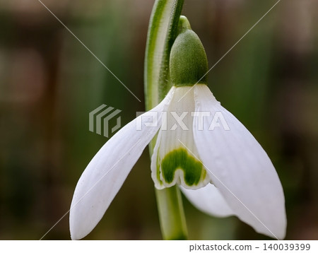 Delicate blooming flower. Detailed macro photography of delicate white snowdrop with subtle green markings 140039399