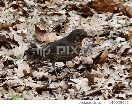Brown thrush surveys leaf litter attentively. Closeup of thrush with alert posture navigating leaf debris Brown thrush surveys leaf litter attentively. Closeup of thrush with alert posture navigating leaf debris 140039421