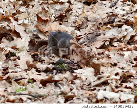 Fledgling explores fresh spring foliage. Small brown chick pecks through leafy surroundings vividly Fledgling explores fresh spring foliage. Small brown chick pecks through leafy surroundings vividly 140039422